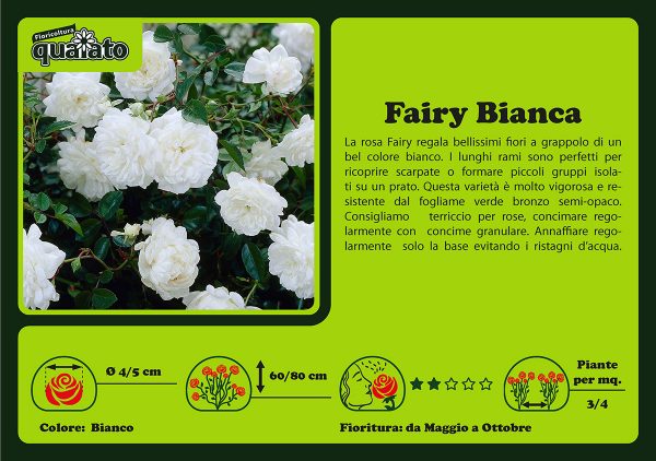 Rosa Fairy Bianca