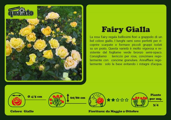 Rosa Fairy Gialla