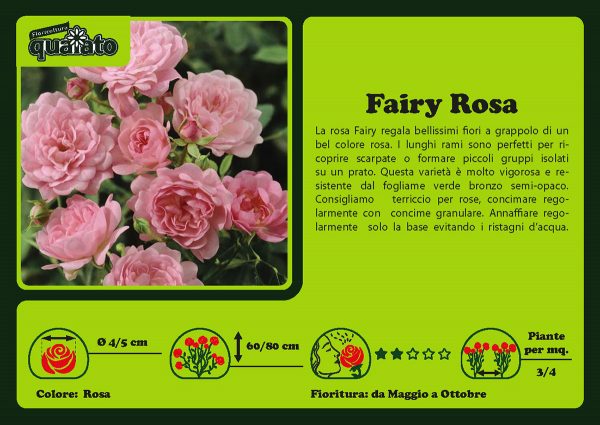 Rosa Fairy Rosa