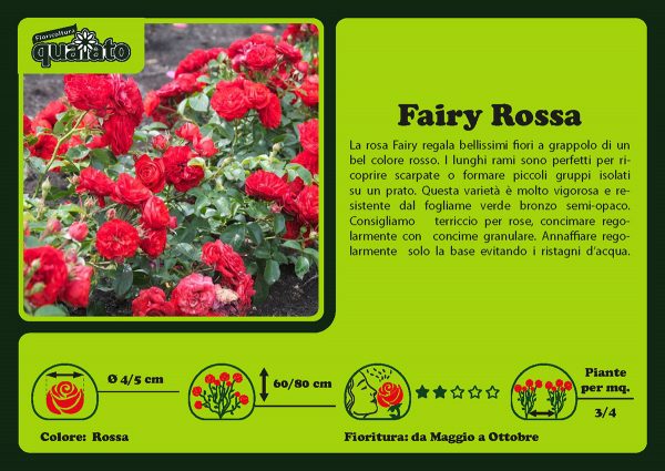 Rosa Fairy Rossa