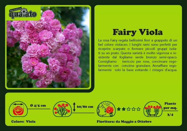 Rosa Fairy Viola