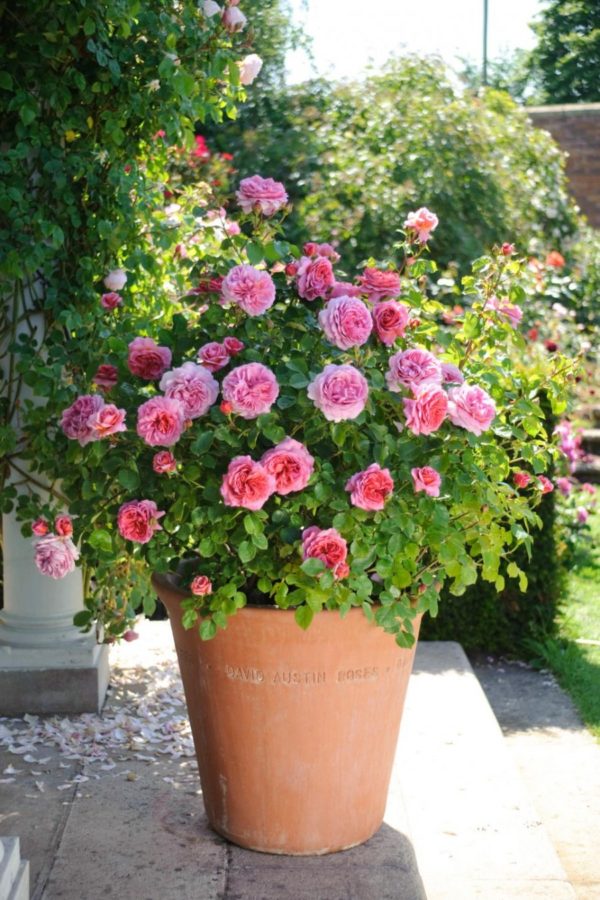 3 cose da sapere sulla Coltivazione Rose in Vaso - Floricoltura Quaiato