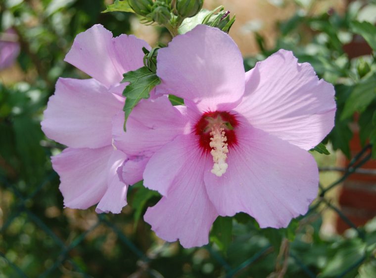 Hibiscus_syriacus