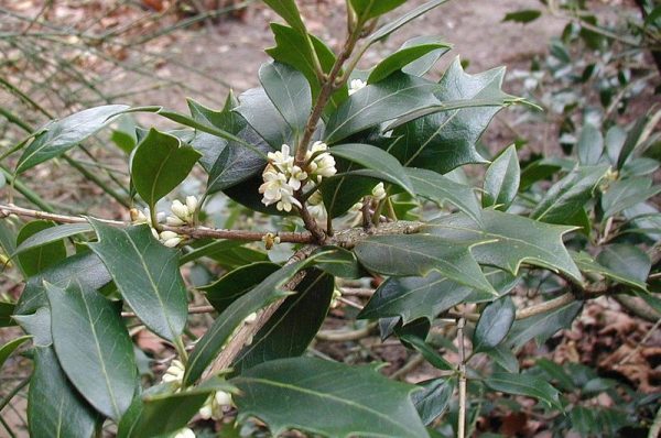 Osmanthus-heterophyllus