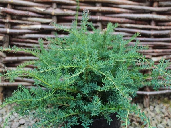 podocarpus_alpinus