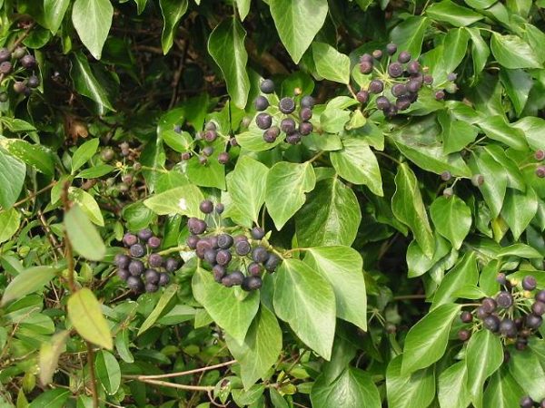 Hedera Felix