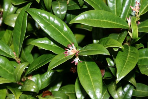 Sarcococca Hookeriana Humilis