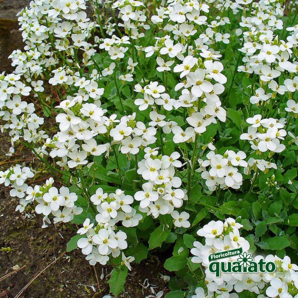 Arabis caucasica