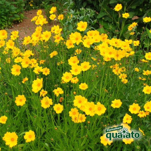 Coreopsis grandiflora