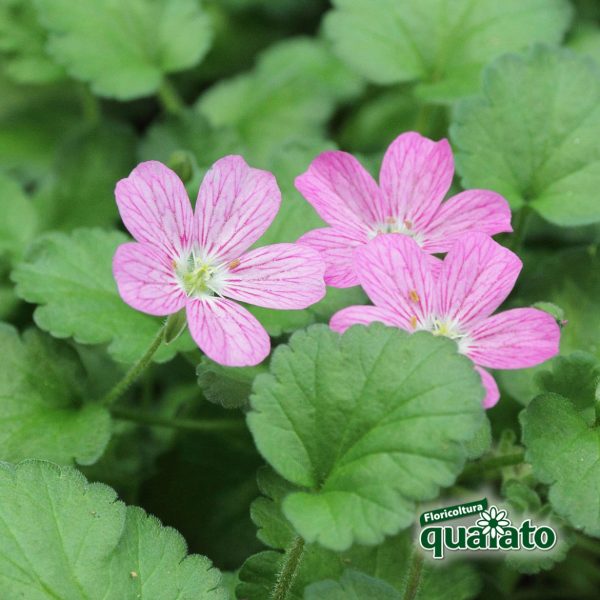 Erodium reichardii