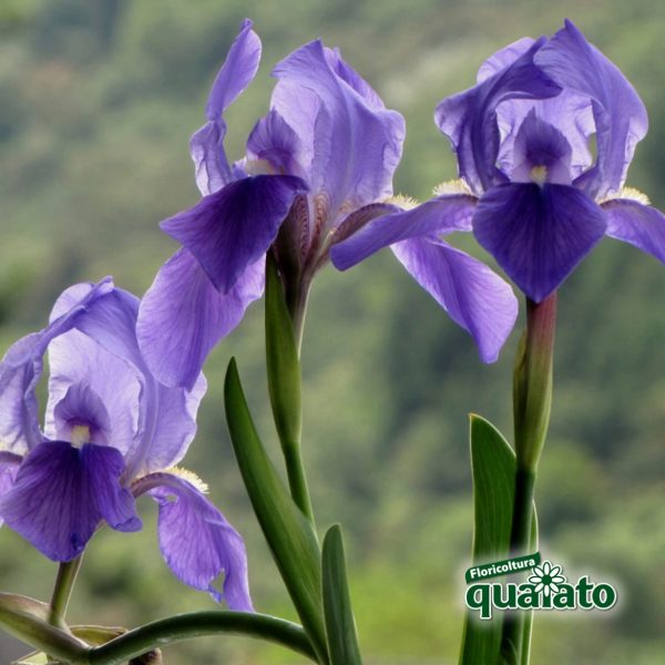 iris germanica