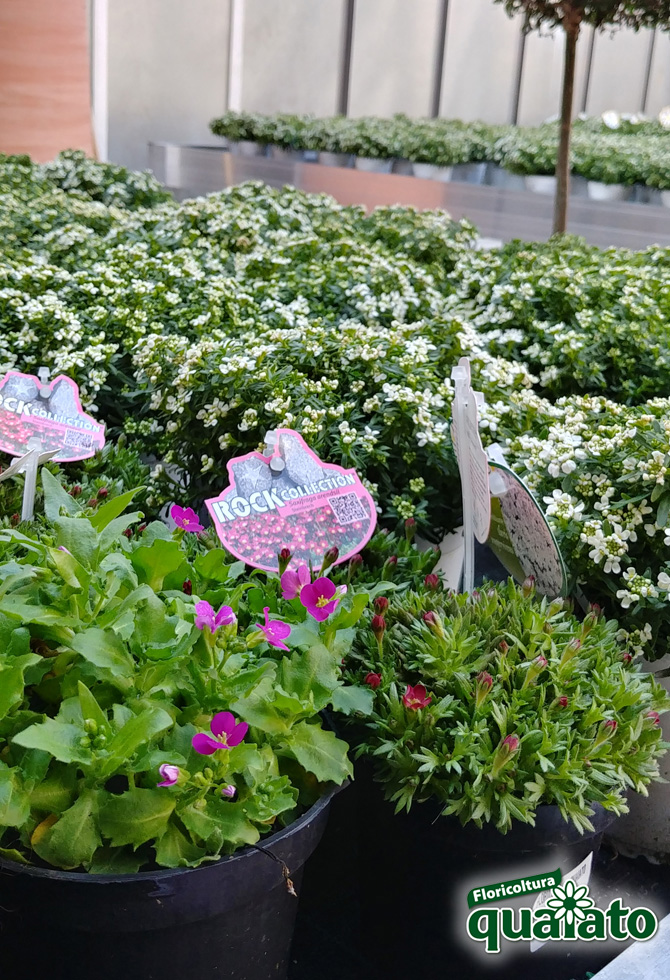 Piante Perenni Per Il Giardino E Il Terrazzo Floricoltura Quaiato