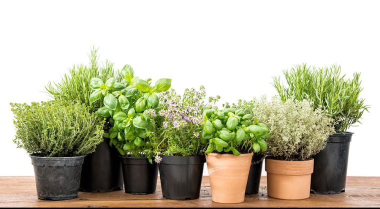 come coltivare le piante aromatiche