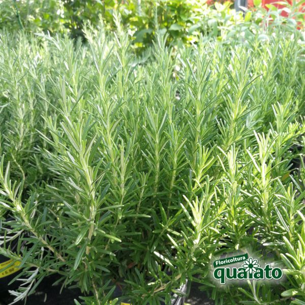 piante aromatiche rosmarino