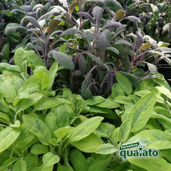 varietà salvia