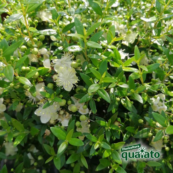 mirto