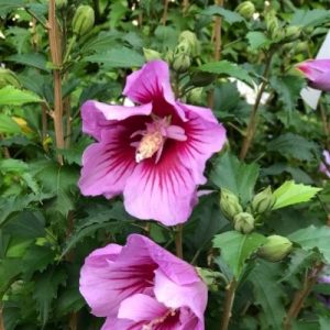 piante perenni con fiori