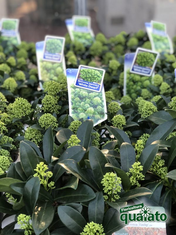 skimmia