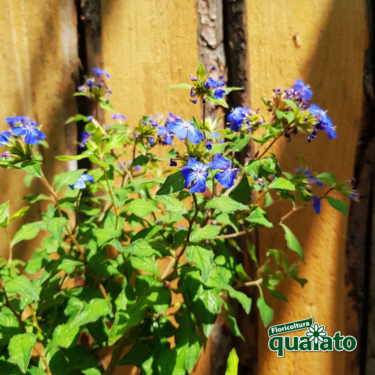 piante perenni fiorite sole CERATOSTIGMA WILLMOTTIANUM