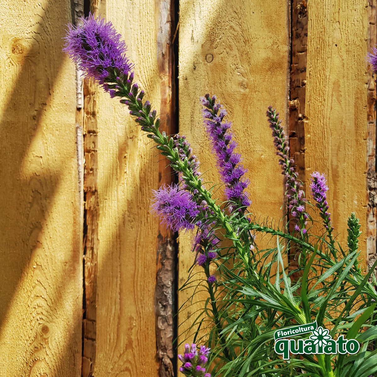 piante perenni fiorite sole LIATRIS SPICATA