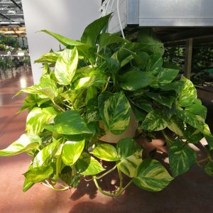 piante da interno ricadenti