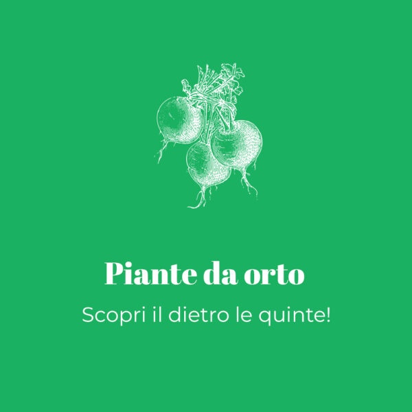 Produzione agricola di piante da orto