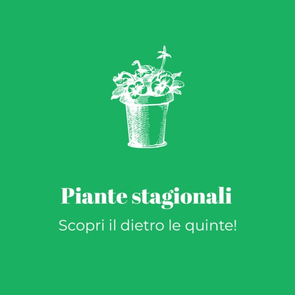 Produzione agricola di piante stagionali