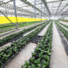 Produzione agricola di piante stagionali - immagine 14