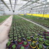 Produzione agricola di piante stagionali - immagine 18