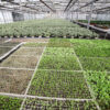 Produzione agricola di piante da orto - immagine 5