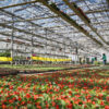 Produzione agricola di piante stagionali - immagine 12