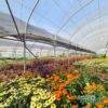 produzione-agricola-floricoltura-quaiato-piante-perenni