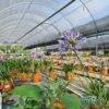 produzione-agricola-floricoltura-quaiato-piante-perenni-Agapanthus