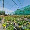 produzione-agricola-floricoltura-quaiato-piante-perenni-gerbera-garvinia