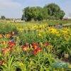 produzione-agricola-floricoltura-quaiato-piante-perenni-hemerocallis