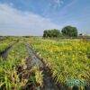 produzione-agricola-floricoltura-quaiato-piante-perenni-hemerocallis