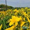 produzione-agricola-floricoltura-quaiato-piante-perenni-hemerocallis