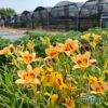 produzione-agricola-floricoltura-quaiato-piante-perenni-hemerocallis
