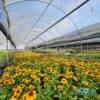 produzione-agricola-floricoltura-quaiato-piante-perenni-rudbeckia