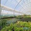 produzione-agricola-floricoltura-quaiato-piante-perenni