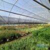 produzione-agricola-floricoltura-quaiato-piante-perenni