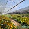 produzione-agricola-floricoltura-quaiato-piante-perenni