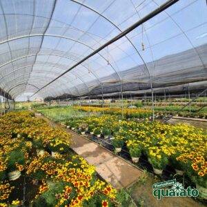 produzione-agricola-floricoltura-quaiato-piante-perenni