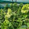 produzione-agricola-floricoltura-quaiato-piante-stagionali-Ortensia-paniculata