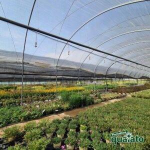 produzione-agricola-floricoltura-quaiato-piante-perenni
