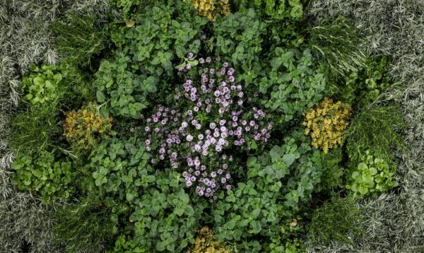 aromatiche1