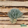 Helichrysum Italicum "Liquirizia" - immagine 2