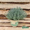 Helichrysum Italicum "Liquirizia" - immagine 3