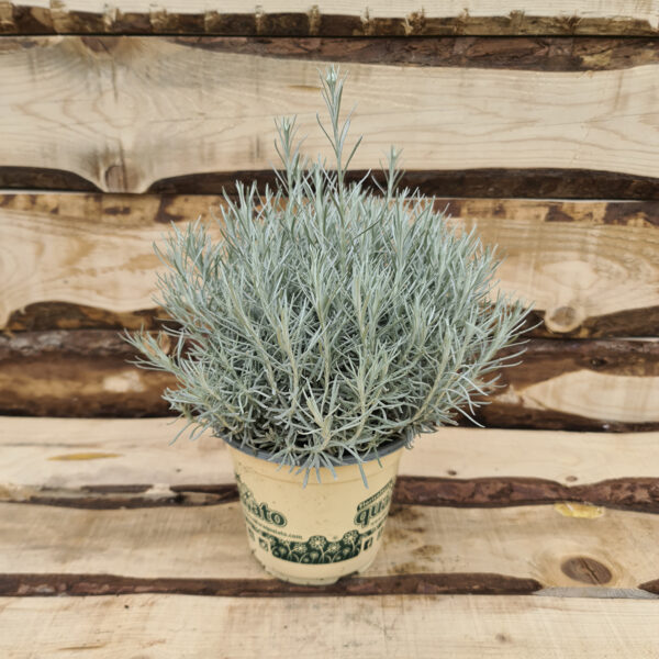 Helichrysum Italicum "Liquirizia"