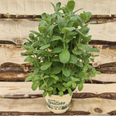 Menta mela verde